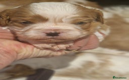 Cavalier King Charles Spaniel dogs for sale: Gorgeous k.c registered cavalier puppies  - Image 10