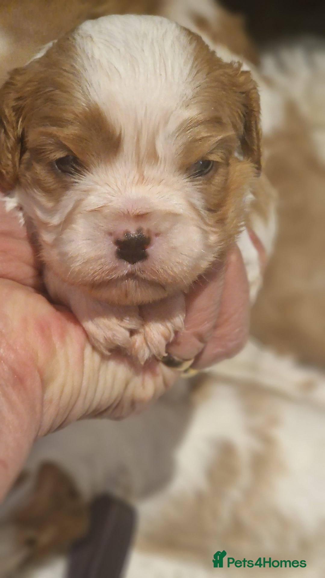 Cavalier King Charles Spaniel dogs for sale: Gorgeous k.c registered cavalier puppies  - Image 10