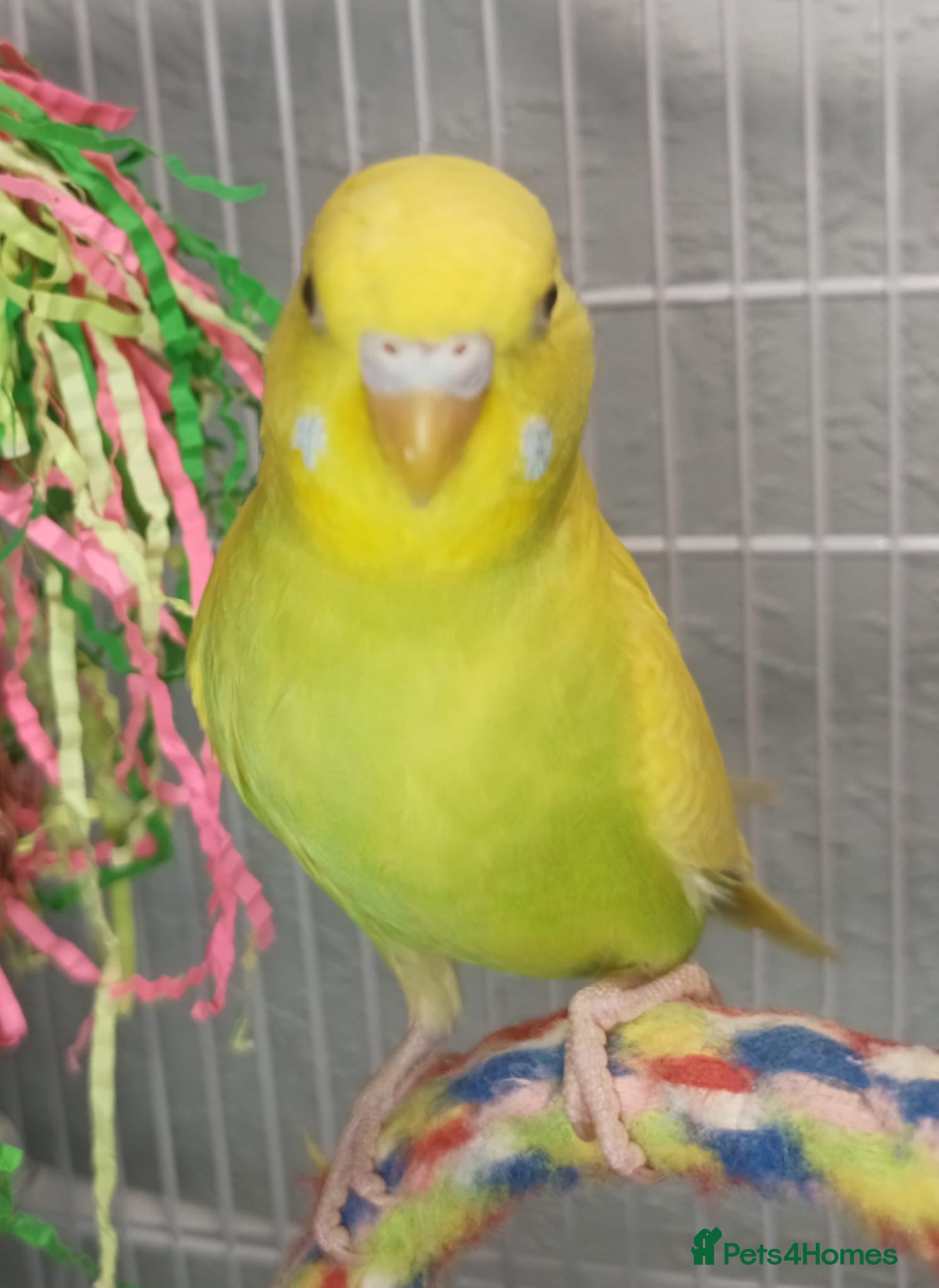Budgerigars birds Pet baby budgies priced between £30-£60. - Advert 2