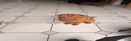 Shar Pei dogs for sale: Shar pie  - Advert 4