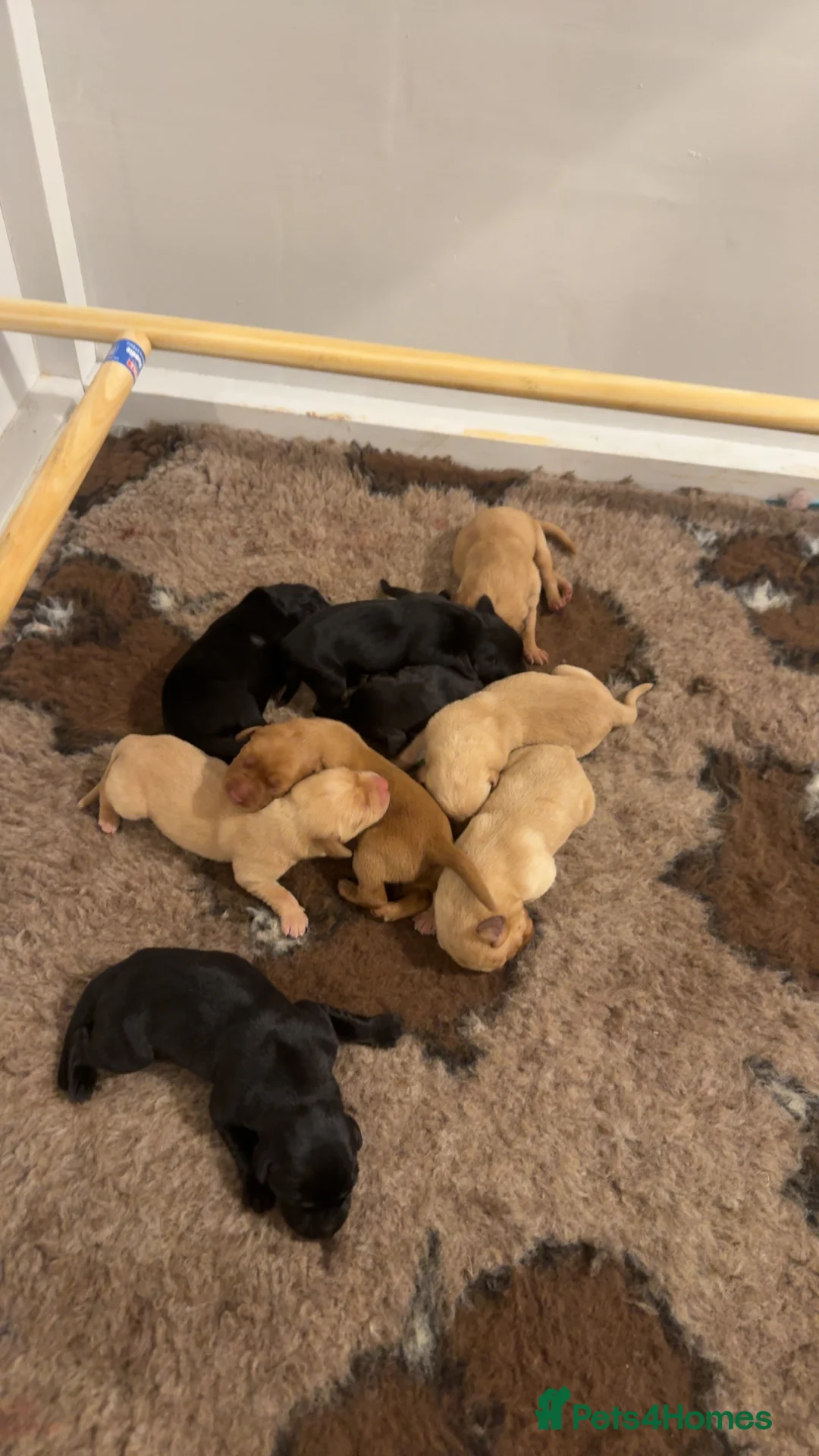 Labrador Retriever dogs for sale: Working labrador puppies for sale - Advert 4
