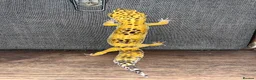 Leopard Gecko reptiles for sale: Leopard Gecko - Hi-Yellow morph, big boy! - Advert 3
