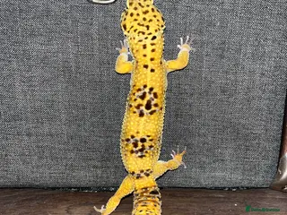 Leopard Gecko reptiles Leopard Gecko - Hi-Yellow morph, big boy! - Advert 7