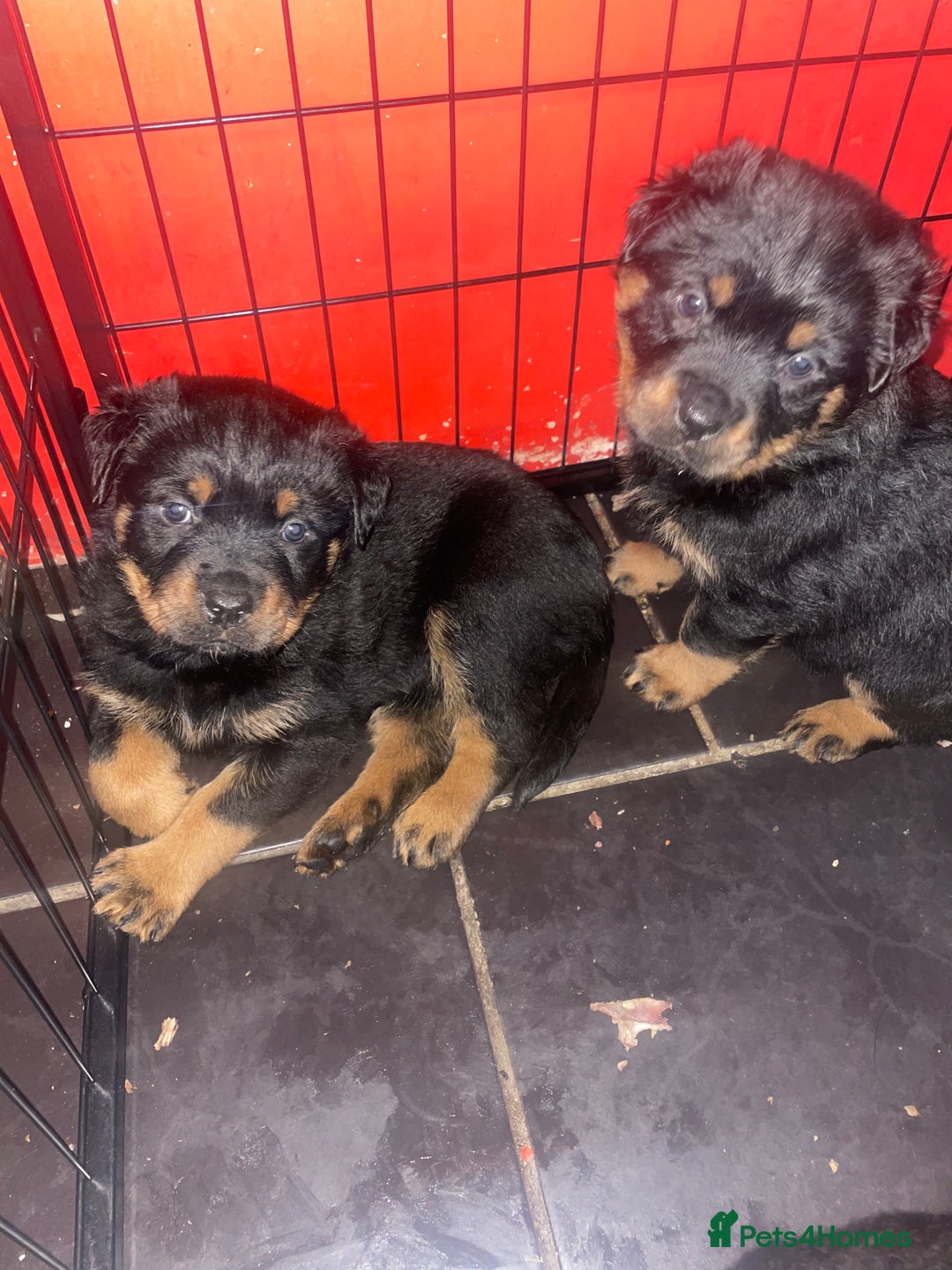 Rottweiler dogs for sale: Rottweiler x Rottweiler Akita  - Advert 10