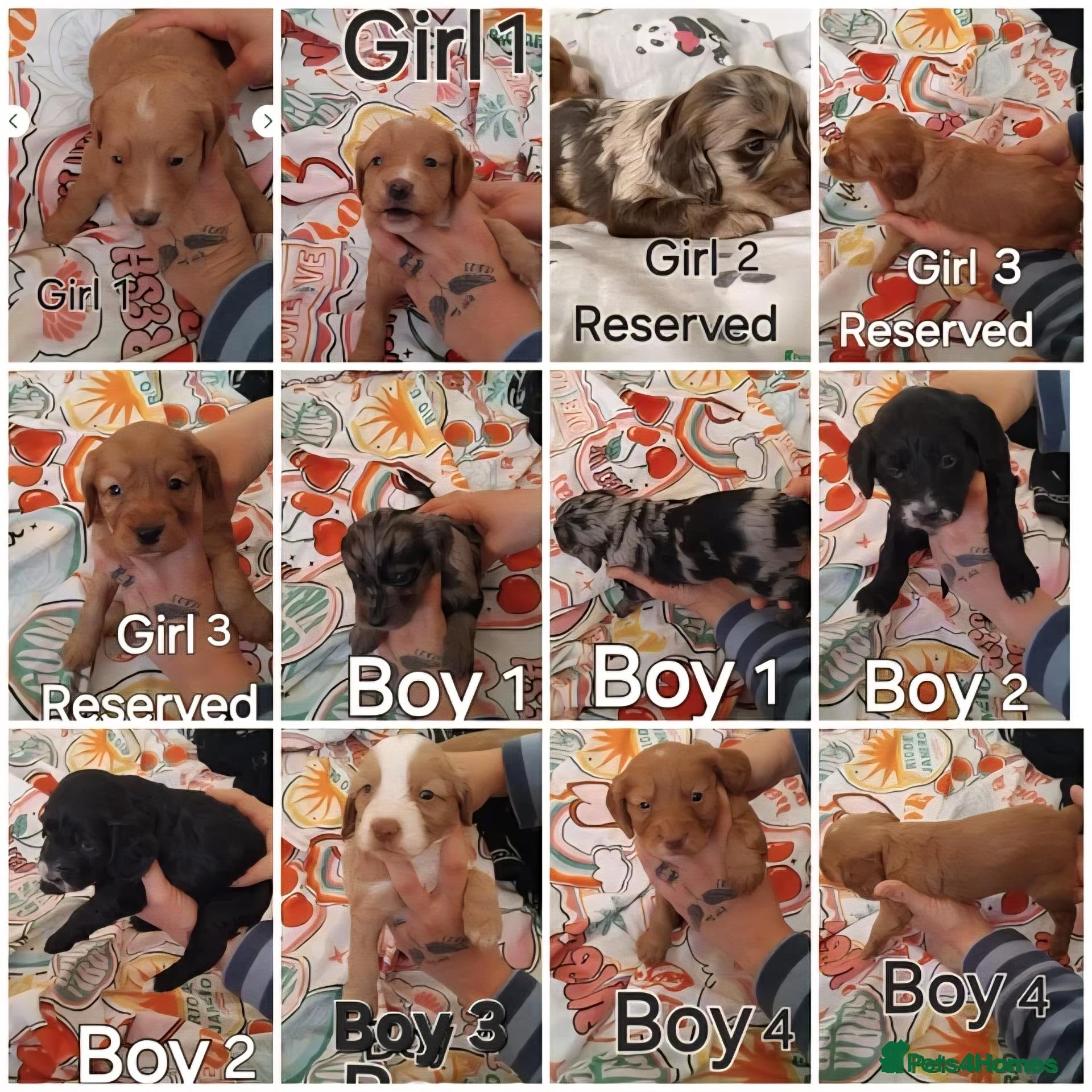 Cockapoo dogs x1 Girl Available & x4 Boys Available Cockapoo - Advert 5