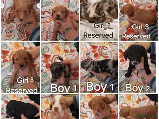 Cockapoo dogs x1 Girl Available & x4 Boys Available Cockapoo - Advert 5