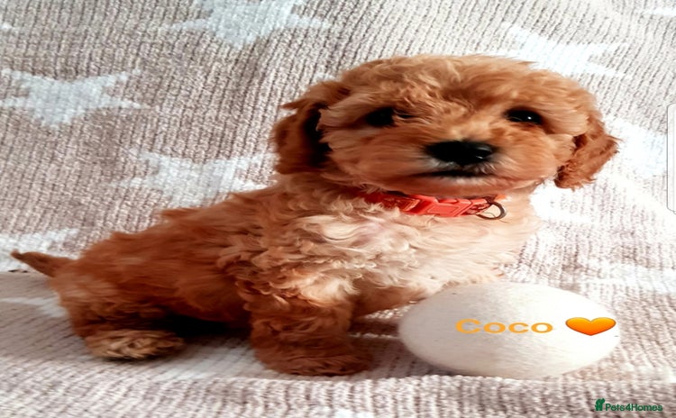 Cavapoo dogs - Advert 10
