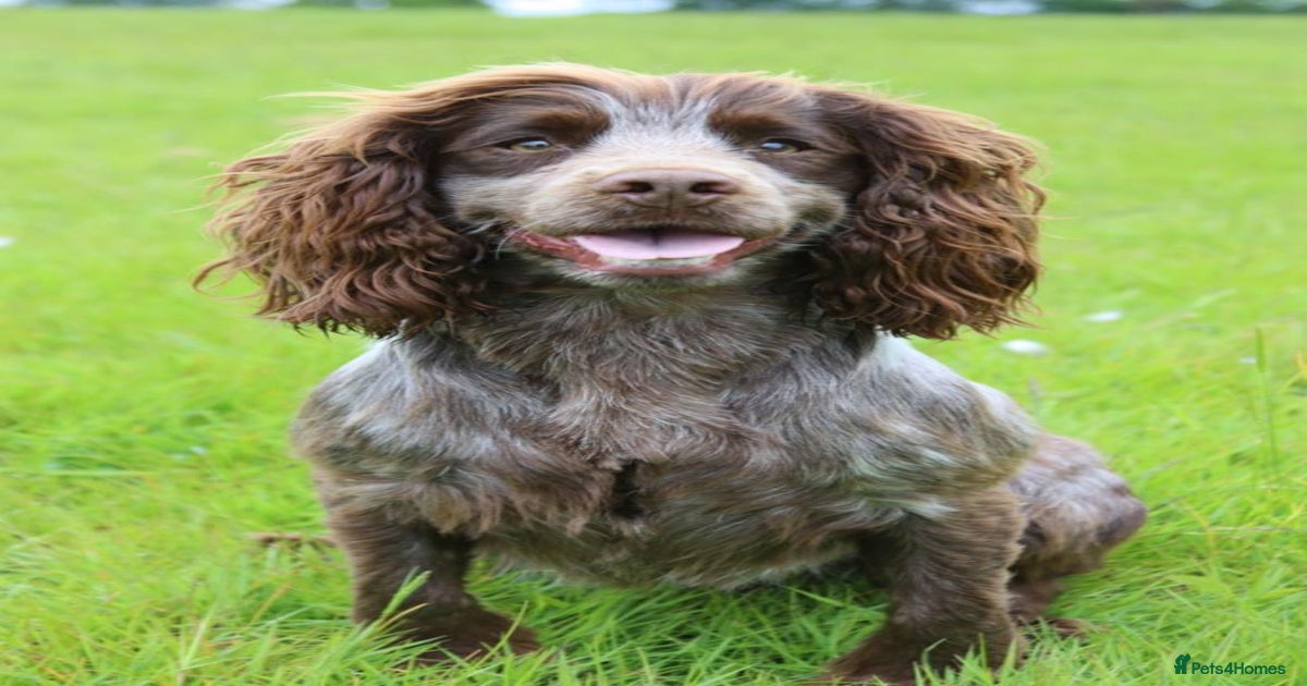 Working cocker spaniel, liver roan proven stud for stud in