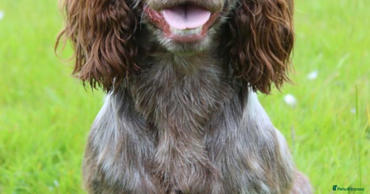 Working cocker spaniel, liver roan proven stud for stud in
