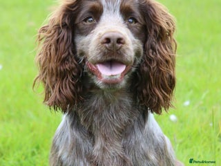 Cocker Spaniel dogs in Grantham - Advert 24