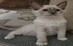 Ragdoll cats for sale: Gorgeous GCCF registered kittens - Image 5