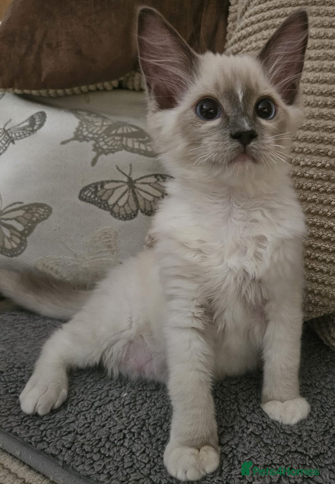 Ragdoll cats for sale: Gorgeous GCCF registered kittens - Image 5