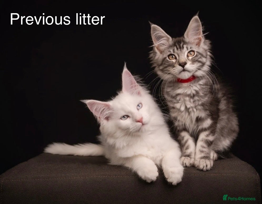 Maine Coon cats TICA & Council licensed Maine Coon kittens  - Advert 12