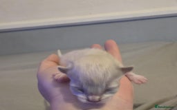 Ragdoll cats for stud: For Stud Ragdoll - Image 7