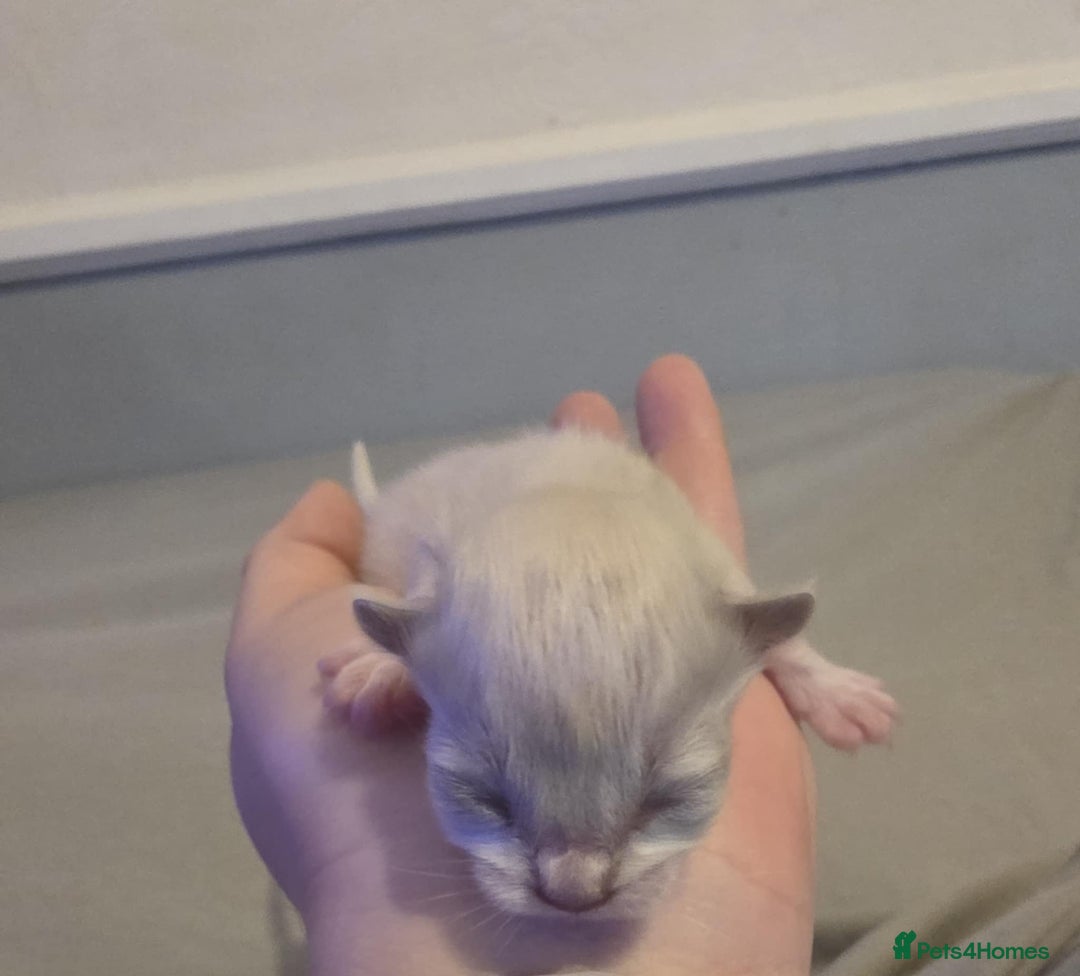 Ragdoll cats for stud: For Stud Ragdoll - Image 7