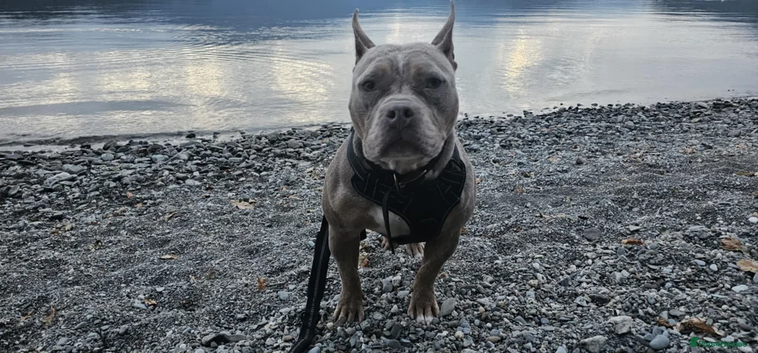 American Bully dogs for sale: Marley - Pocket Bully - Advert 1