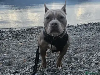 American Bully dogs Marley - Pocket Bully - Advert 17