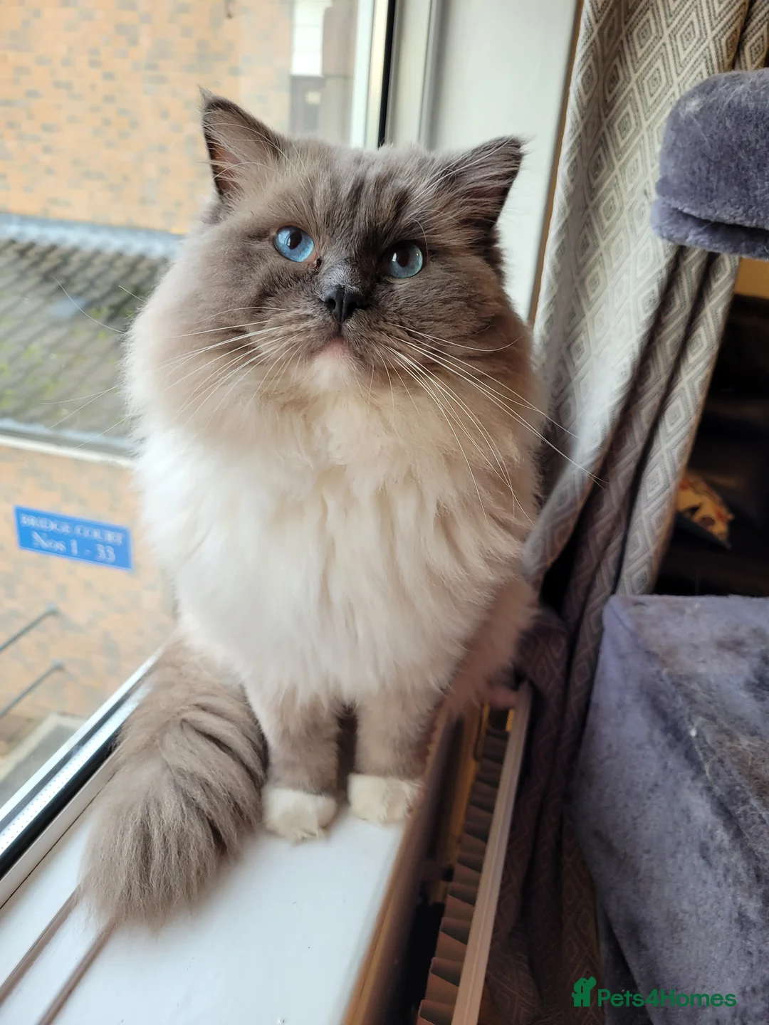 Ragdoll cats for stud: GCCF registered RAGDOLL STUD in Slough - Advert 5