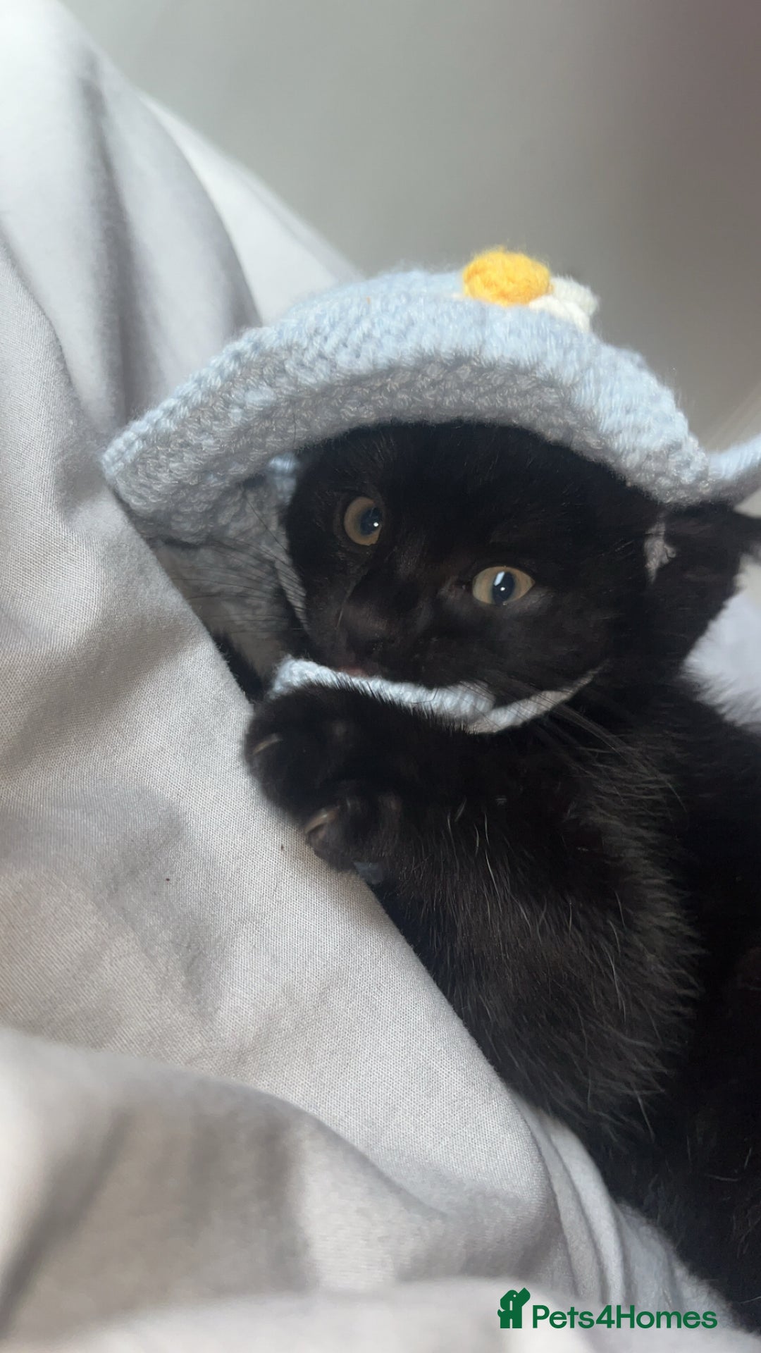 Ragdoll cats for sale: Kitten  - Image 1