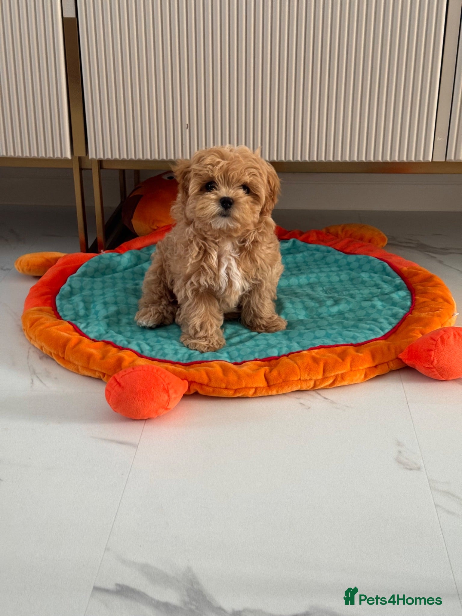 Maltipoo dogs 💎🧸  Quality Asian Maltipoo DNA clear💎🧸   - Advert 1