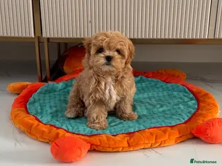 Maltipoo dogs 💎🧸 Quality Asian Maltipoo DNA clear💎🧸 - Advert 1