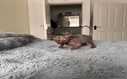 Sphynx cats for sale: Four 😍 SPHYNX kittens  - Image 7