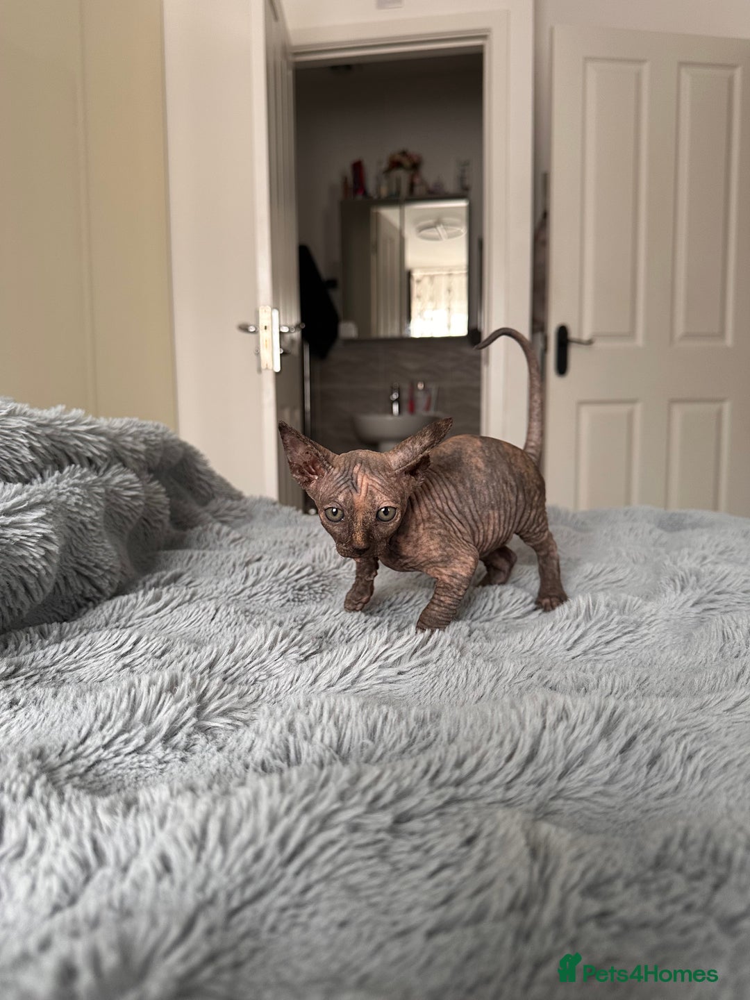Sphynx cats for sale: Four 😍 SPHYNX kittens  - Image 7