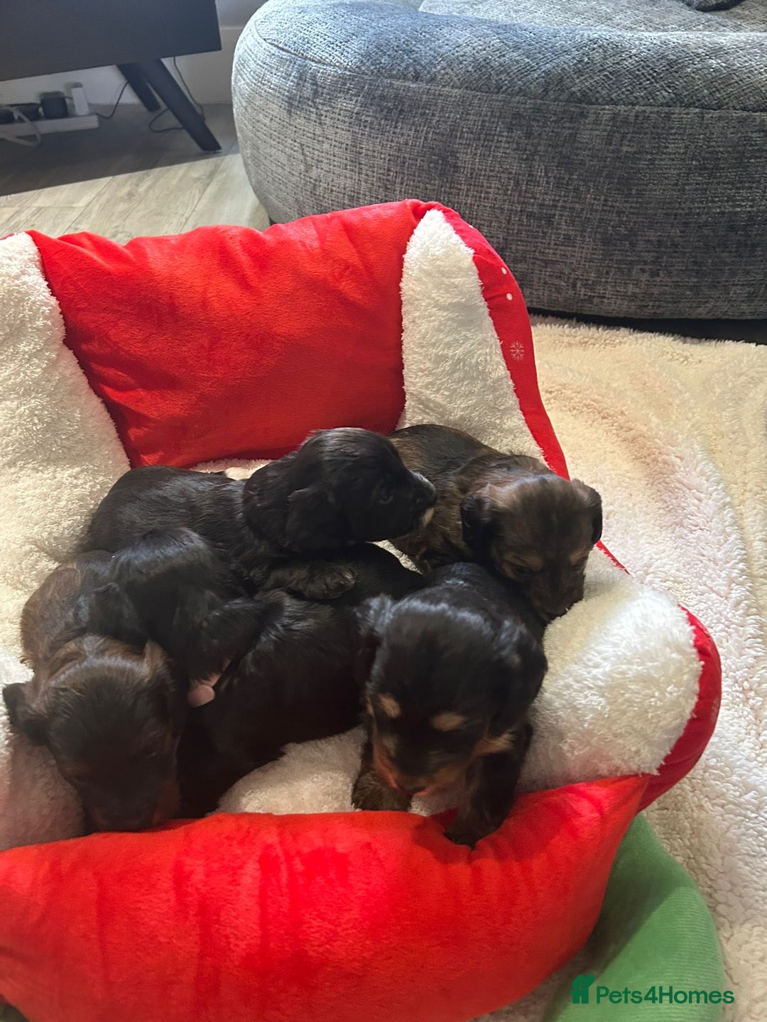 Mixed Breed dogs for sale: Doxiepoo pups - Advert 3