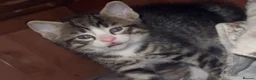Domestic Shorthair cats for sale: Kittens available xx - Advert 10
