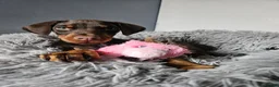 Dobermann dogs for sale: 🐾 TOP QUALITY DNA & CHAMPION LINES🐾 - Advert 23