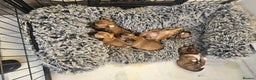 Chihuahua dogs for sale: 5x beautiful Chihuahua puppies  - Advert 3