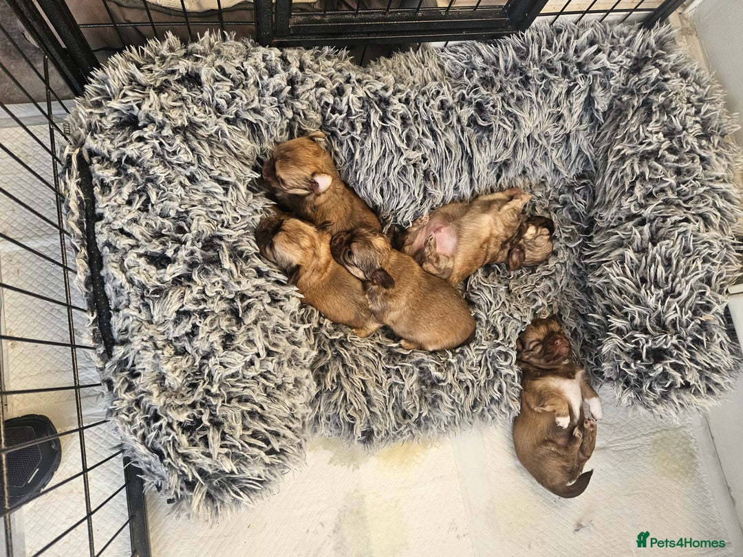 Chihuahua dogs for sale: 5x beautiful Chihuahua puppies  - Advert 3