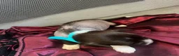 Chinese Crested dogs for sale: chinese crested puppys hairless ! :) - Advert 15