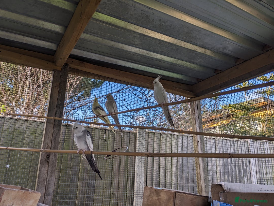 Cockatiels birds for sale: One male and one female 4 month old cockatiels. - Advert 17