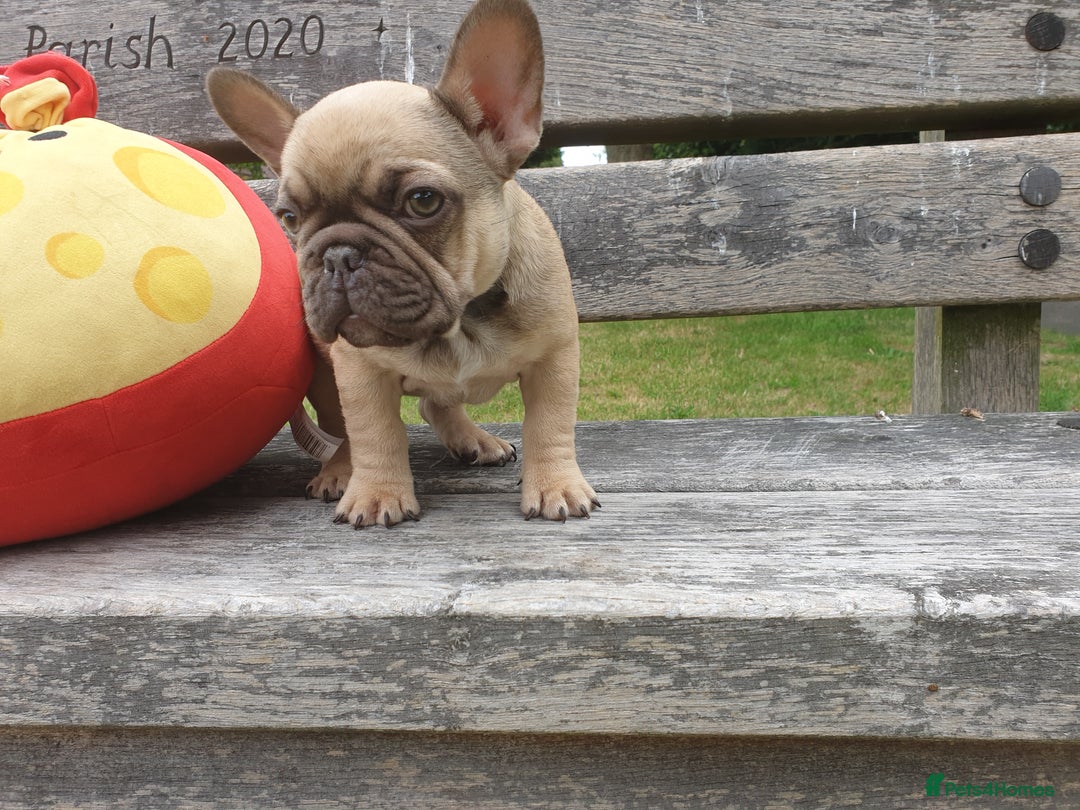 French Bulldog dogs for sale: 2 beautiful puppies available 😍  - Image 6