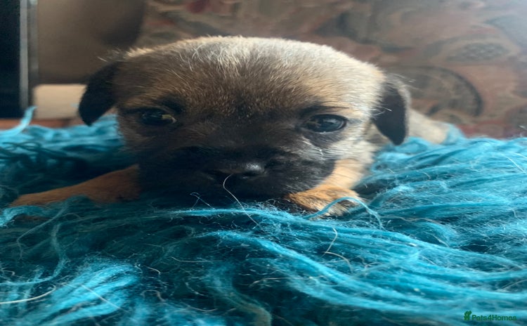 Border Terrier dogs - Advert 2
