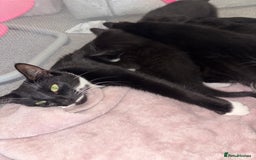 British Shorthair cats for sale: Kittens looking for their forever homes. - Advert 1