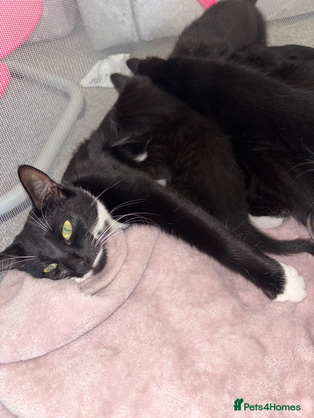 British Shorthair cats for sale: Kittens looking for their forever homes. - Advert 1