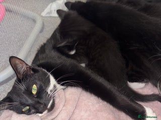 British Shorthair cats Kittens looking for their forever homes. - Advert 1