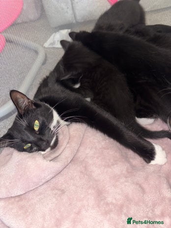 British Shorthair cats Kittens looking for their forever homes. - Advert 3