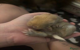 New Zealand rabbits for sale: 6 beautiful baby rabbits for sale!  - Image 2