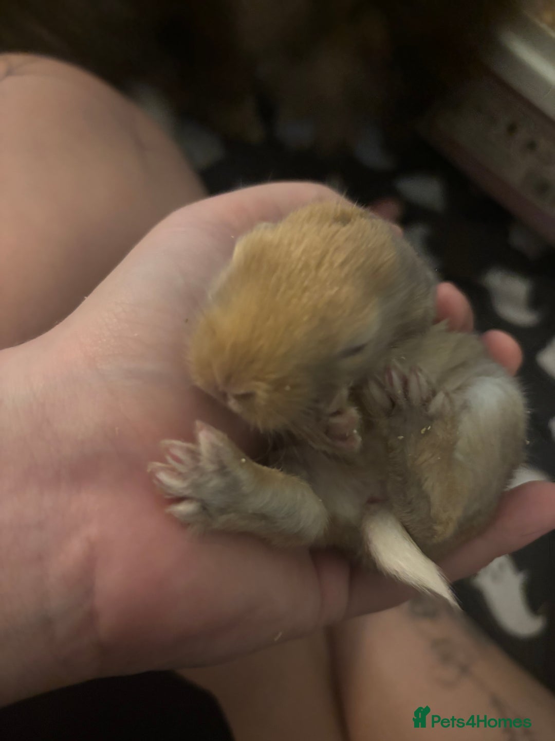 New Zealand rabbits for sale: 6 beautiful baby rabbits for sale!  - Image 2