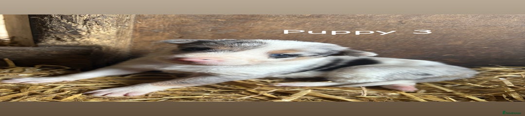 Border Collie Puppy 3