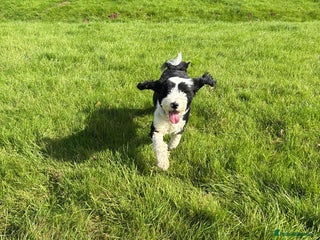 Tibetan Terrier dogs for sale: KC fully health tested exceptionally bred Tibetan - Advert 1