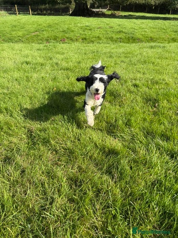 Tibetan Terrier dogs KC fully health tested exceptionally bred Tibetan - Advert 1