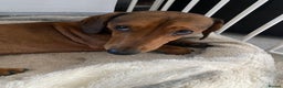 Miniature Dachshund dogs for sale: 2 year old male dachshund  - Advert 3