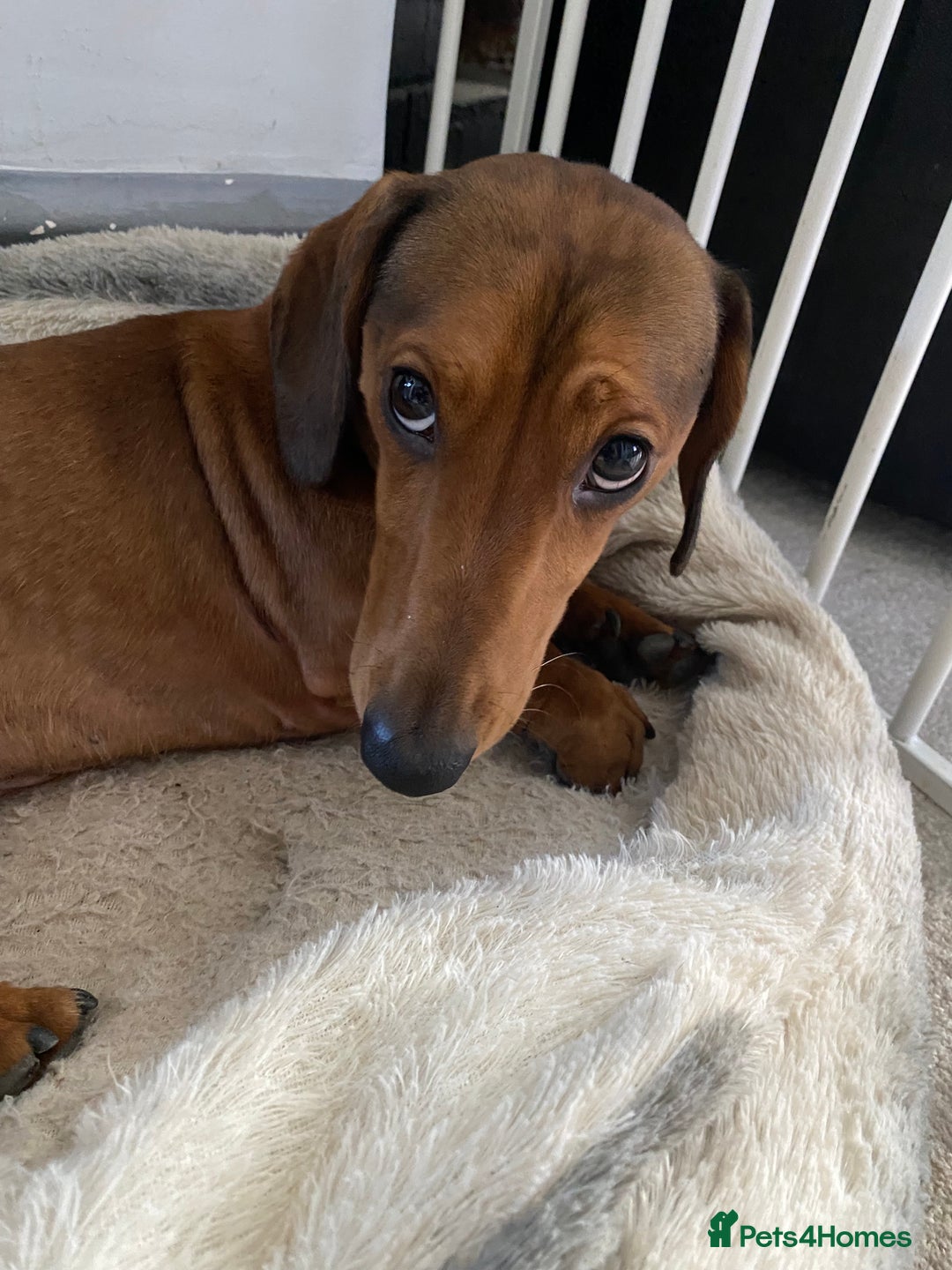 Miniature Dachshund dogs for sale: 2 year old male dachshund  - Advert 3