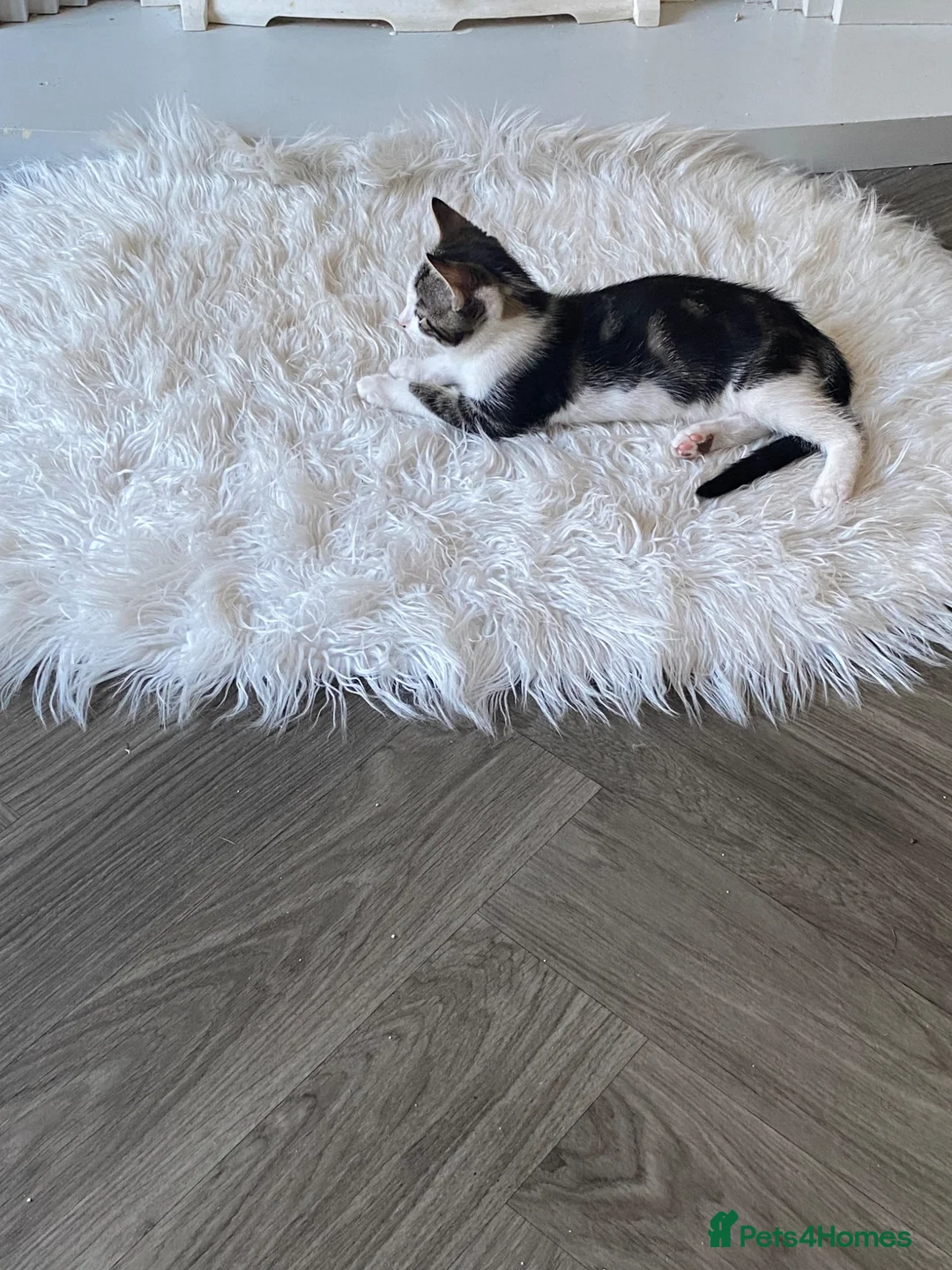 Mixed Breed cats for sale: Pair of kittens brother and sister - Advert 2