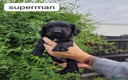 Sprocker dogs for sale: F1 sprockers 4 boys 3 girls - Image 17