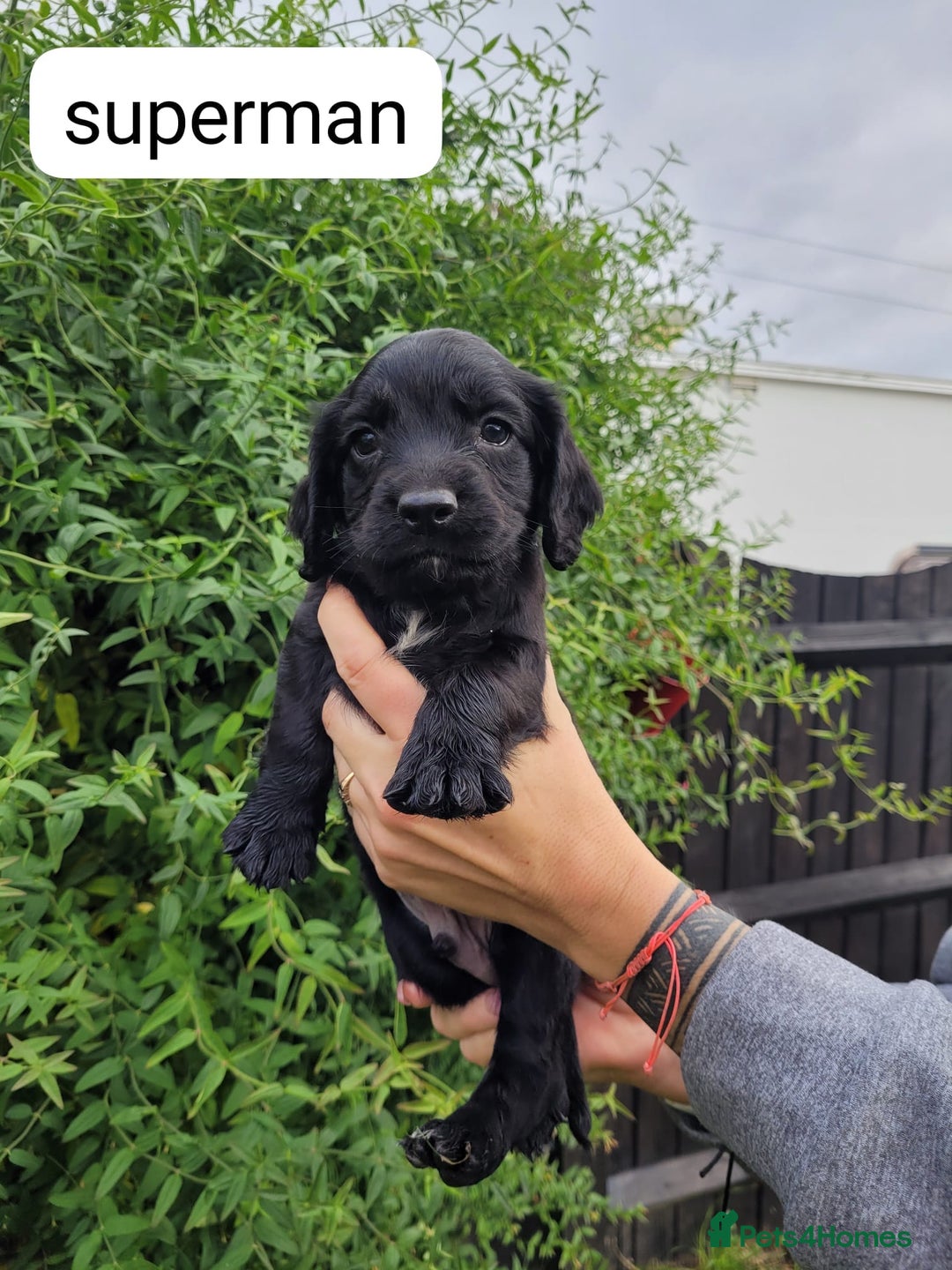 Sprocker dogs for sale: F1 sprockers 4 boys 3 girls - Image 17